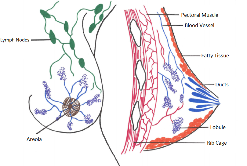 Under the Skin: Human Breast Biology